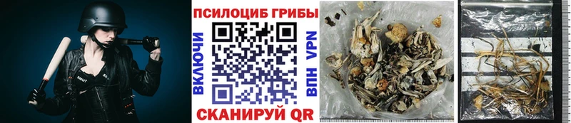 купить наркотики сайты  Монино  Псилоцибиновые грибы Psilocybe 